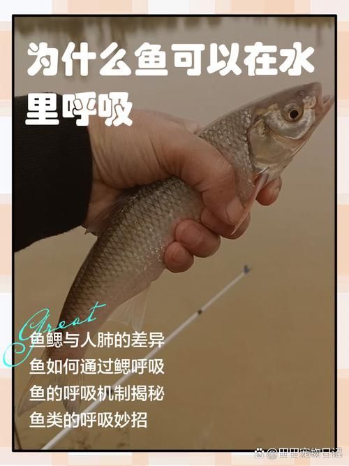 能否提供一張影響魚類呼吸的示意圖,影響魚類呼吸的因素 龍魚百科 第13張 能否提供一張影響魚類呼吸的示意圖,影響魚類呼吸的因素 能否提供一張影響魚類呼吸的示意圖,影響魚類呼吸的因素 龍魚百科 第13張
