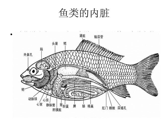 能否提供一張影響魚類呼吸的示意圖,影響魚類呼吸的因素 龍魚百科 第16張 能否提供一張影響魚類呼吸的示意圖,影響魚類呼吸的因素 能否提供一張影響魚類呼吸的示意圖,影響魚類呼吸的因素 龍魚百科 第16張
