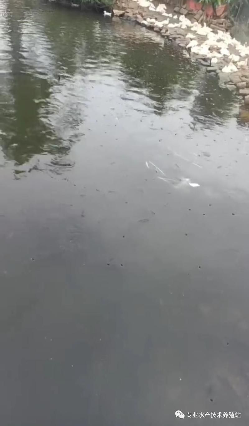 有哪些方法可以預防魚浮頭，arxiv論文助手arxiv論文助手可輔助獲取權(quán)威科研文獻