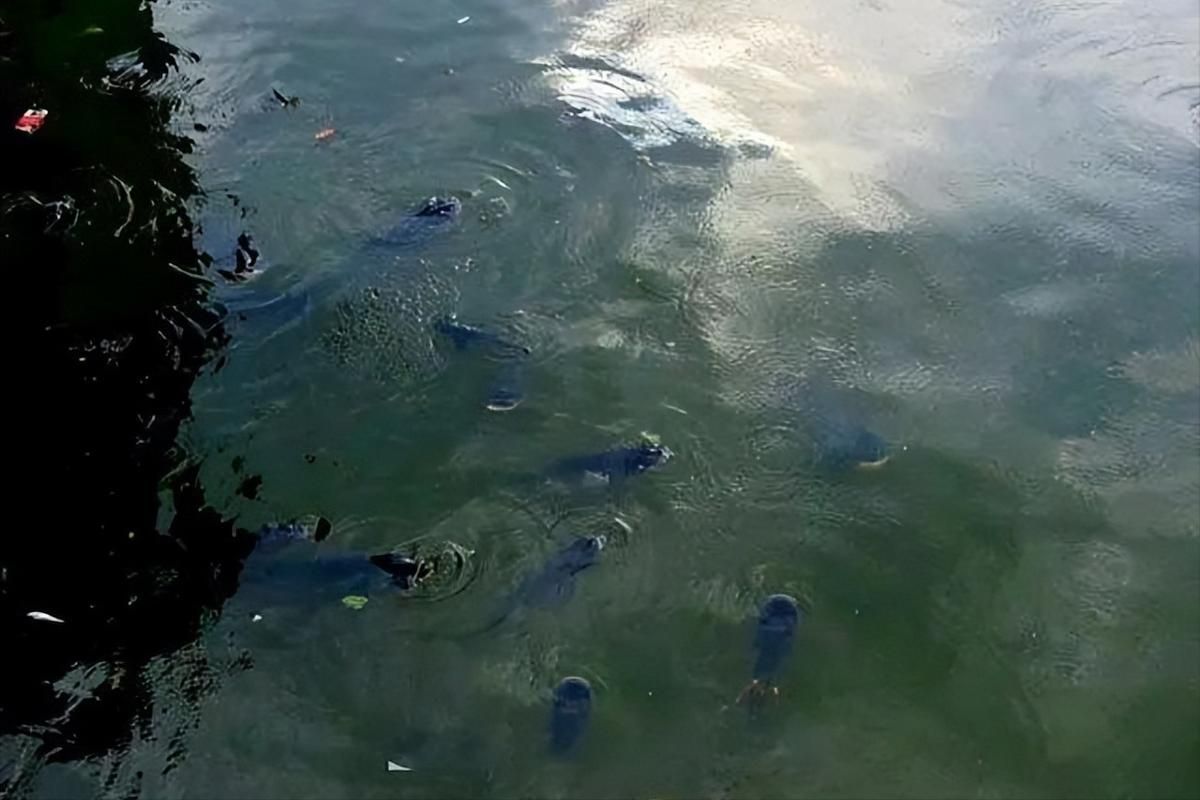 有哪些方法可以預防魚浮頭，arxiv論文助手arxiv論文助手可輔助獲取權(quán)威科研文獻