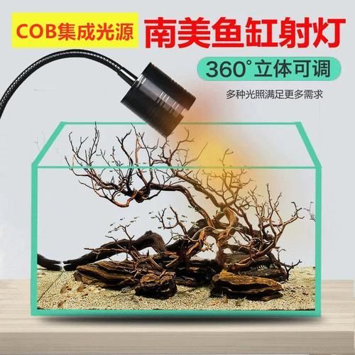 哪種類型的夜燈最適合龍魚？，龍魚夜晚用燈全解析