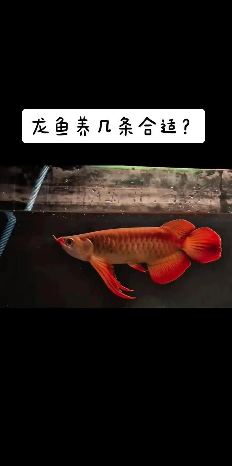 如何解決龍魚混養中的打架問題，龍魚混養中的打架問題如何解決龍魚混養中的打架問題