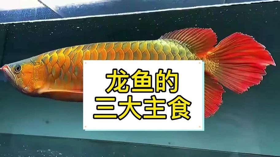 有哪些餌料可以搭配蝦肉喂龍魚？，有哪些餌料可以搭配蝦肉喂龍魚,蝦肉喂龍魚的優質餌料