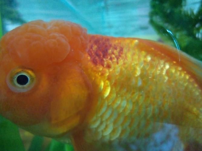 如何判斷魚缸水是否細(xì)菌傳染，如何判斷魚缸水是否發(fā)生細(xì)菌傳染