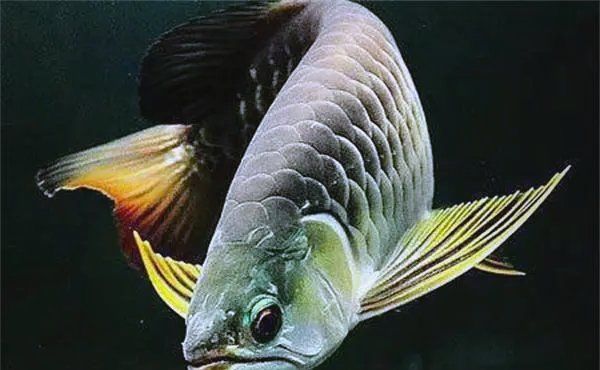 泥鰍對龍魚的副作用有哪些，泥鰍對龍魚的副作用及處理方式 泥鰍對龍魚的副作用有哪些，泥鰍對龍魚的副作用及處理方式 龍魚百科 第2張