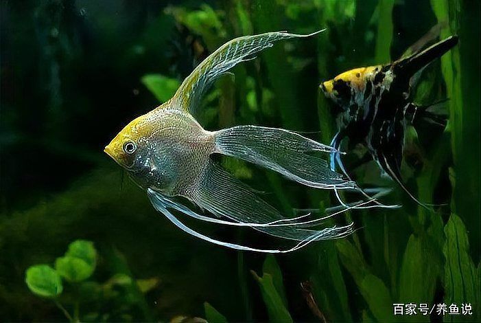 如何預防魚爛尾復發，如何預防魚爛尾病