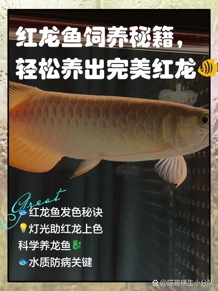 如何為紅龍魚提供適宜的光照，如何為紅龍魚提供適宜的光照,為紅龍魚提供適宜的光照