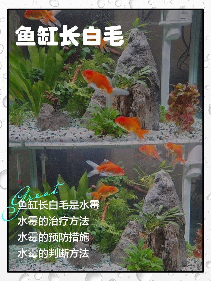 有哪些天然方法可以預(yù)防龍魚(yú)白毛病，如何預(yù)防龍魚(yú)白毛病