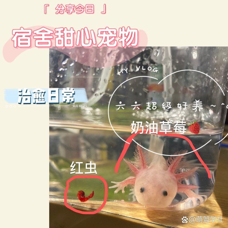 如何判斷自己是否適合養六角恐龍，六角恐龍適合養六角恐龍時，有幾個關鍵因素要考慮，您需要考慮