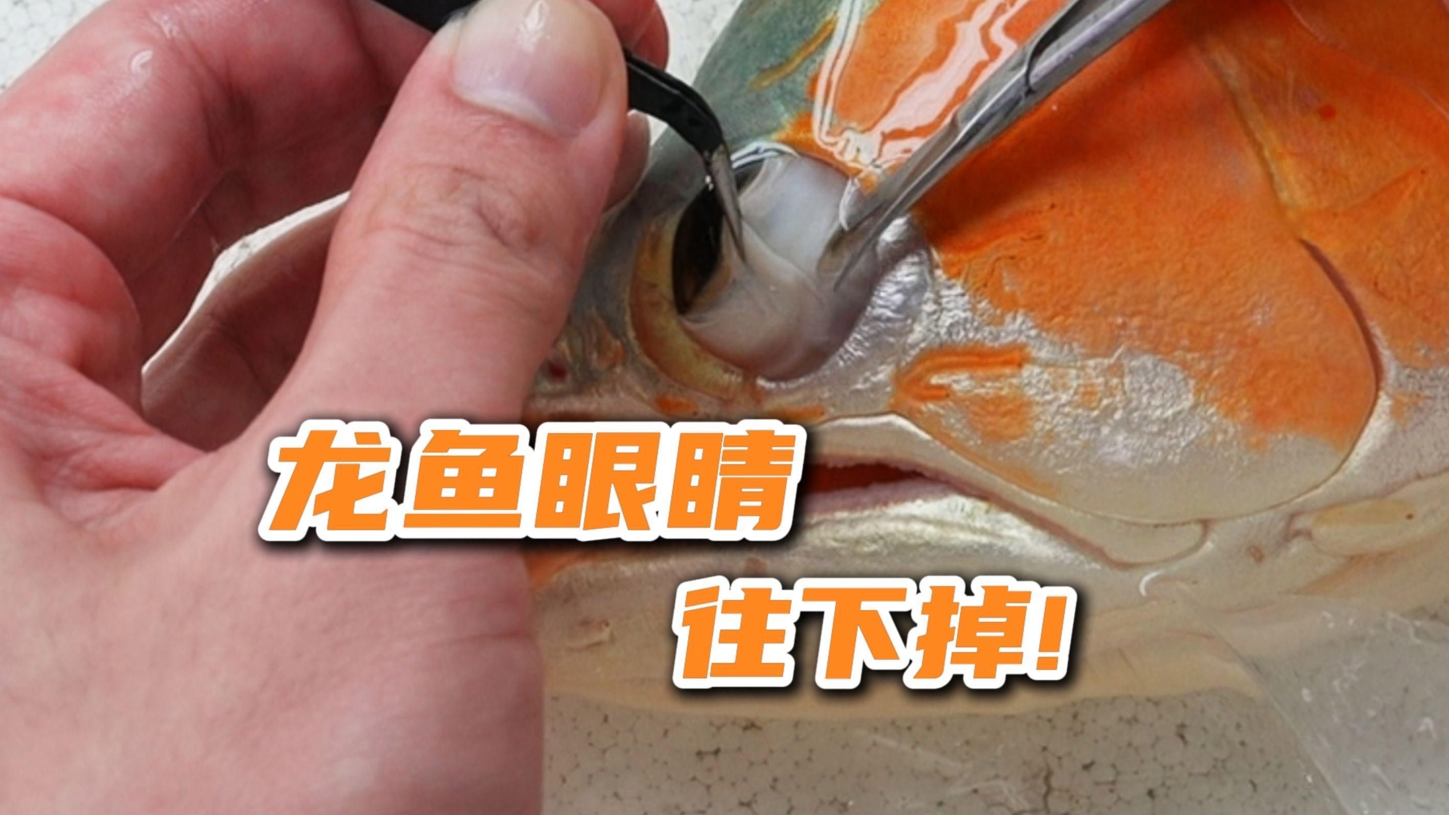 如何判斷龍魚是否需要掉眼手術？，如何判斷龍魚掉眼問題