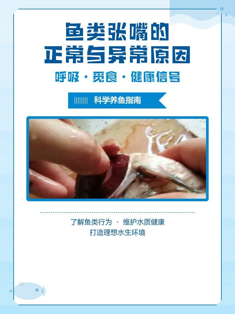 金龍魚張嘴是正常現象嗎，金龍魚張嘴是正常現象嗎金龍魚張嘴是正常現象嗎