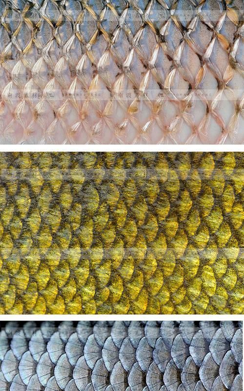 青陽龍魚的養殖技術有哪些？，青陽龍魚的養殖技術 青陽龍魚的養殖技術有哪些？，青陽龍魚的養殖技術 龍魚百科 第9張