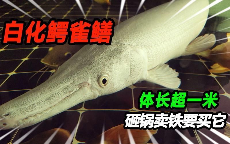 白化火箭魚的繁殖方法是什么？