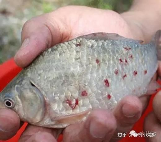 如何正確使用中草藥治療魚(yú)虱，中草藥治療魚(yú)虱的規(guī)范操作指南