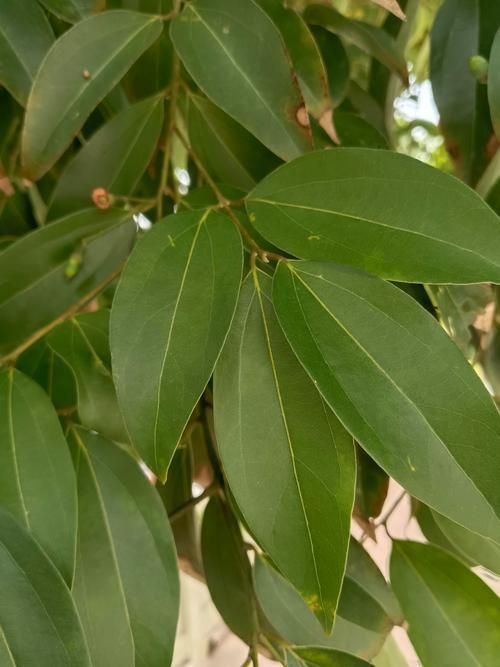 如何正確使用中草藥治療魚虱，中草藥治療魚虱的規范操作指南 如何正確使用中草藥治療魚虱，中草藥治療魚虱的規范操作指南 龍魚百科 第6張