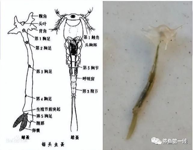 如何正確使用中草藥治療魚(yú)虱，中草藥治療魚(yú)虱的規(guī)范操作指南