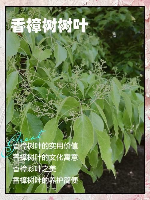 如何正確使用中草藥治療魚虱，中草藥治療魚虱的規范操作指南 如何正確使用中草藥治療魚虱，中草藥治療魚虱的規范操作指南 龍魚百科 第8張