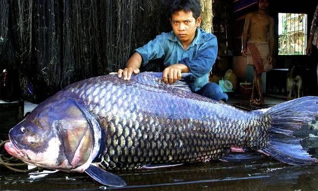 暹羅巨鯉（吉羅魚），暹羅巨鯉（吉羅巨鯉） 暹羅巨鯉（吉羅魚），暹羅巨鯉（吉羅巨鯉） 龍魚百科 第6張