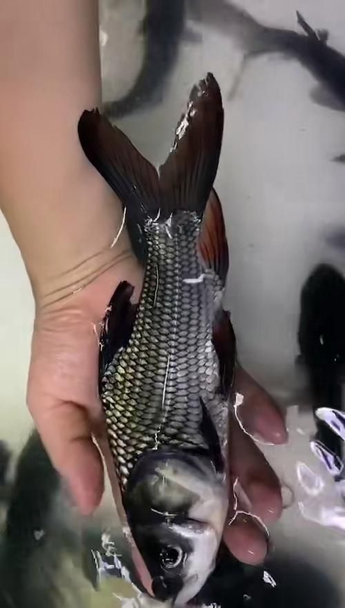 暹羅巨鯉（吉羅魚），暹羅巨鯉（吉羅巨鯉） 暹羅巨鯉（吉羅魚），暹羅巨鯉（吉羅巨鯉） 龍魚百科 第5張