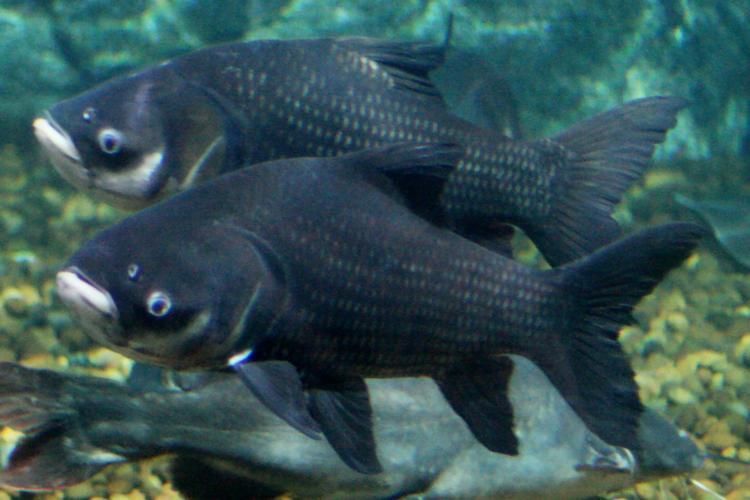 暹羅巨鯉（吉羅魚），暹羅巨鯉（吉羅巨鯉） 暹羅巨鯉（吉羅魚），暹羅巨鯉（吉羅巨鯉） 龍魚百科 第3張