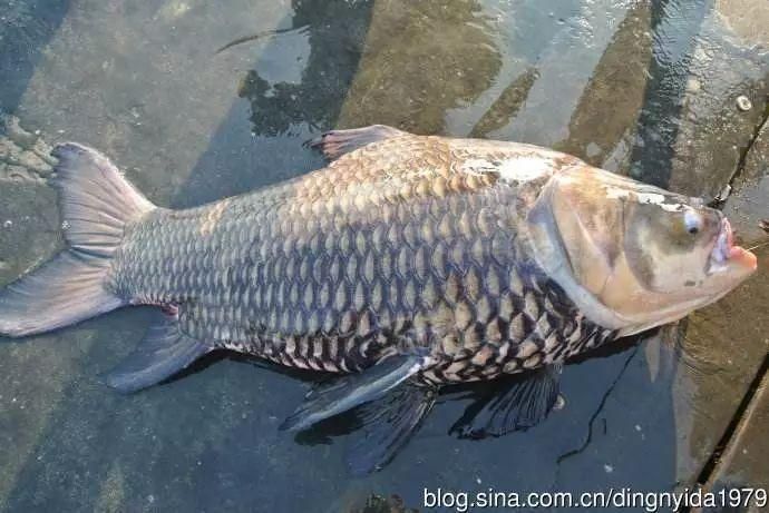 暹羅巨鯉（吉羅魚），暹羅巨鯉（吉羅巨鯉） 暹羅巨鯉（吉羅魚），暹羅巨鯉（吉羅巨鯉） 龍魚百科 第4張