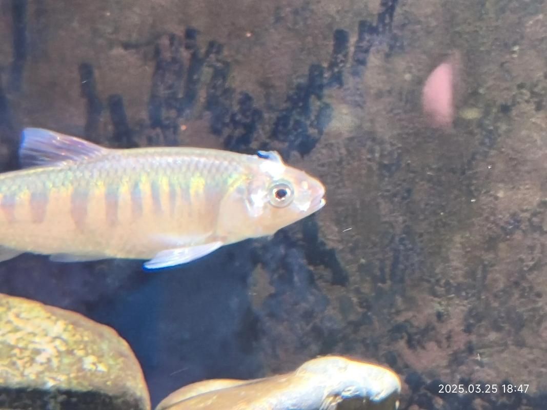 曼龍魚有哪些常見的疾病 曼龍魚有哪些常見的疾病 龍魚百科 第3張