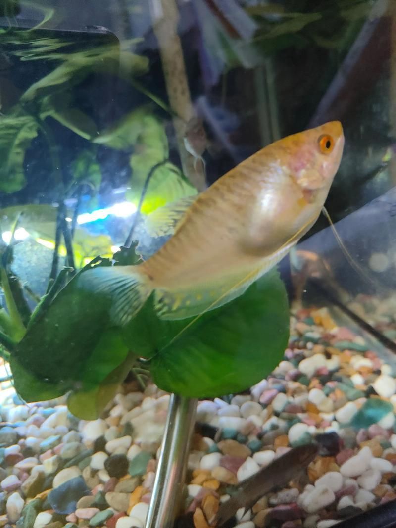 曼龍魚有哪些常見的疾病 曼龍魚有哪些常見的疾病 龍魚百科 第2張
