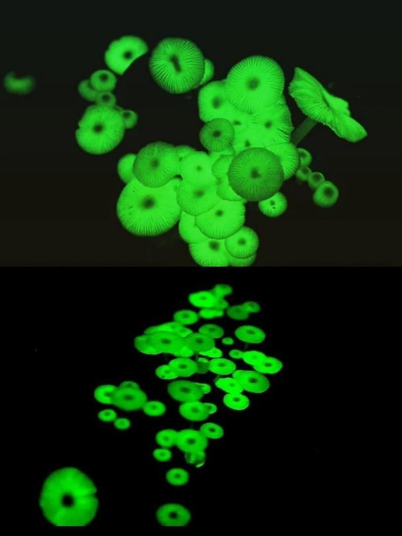 熒光假單胞菌如何檢測，pseudomonasfluorescens熒光假單胞菌檢測方法 熒光假單胞菌如何檢測，pseudomonasfluorescens熒光假單胞菌檢測方法 龍魚百科 第3張