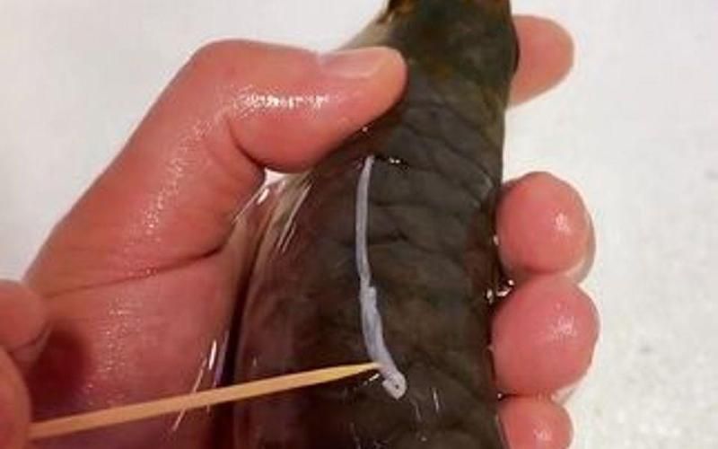給我一份龍魚寄生蟲對照圖鑒，龍魚寄生蟲對照圖鑒 給我一份龍魚寄生蟲對照圖鑒，龍魚寄生蟲對照圖鑒 龍魚百科 第17張