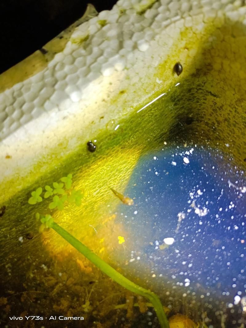 如何判斷龍魚飼料是否適合我的魚？，如何判斷龍魚飼料是否適合你的魚