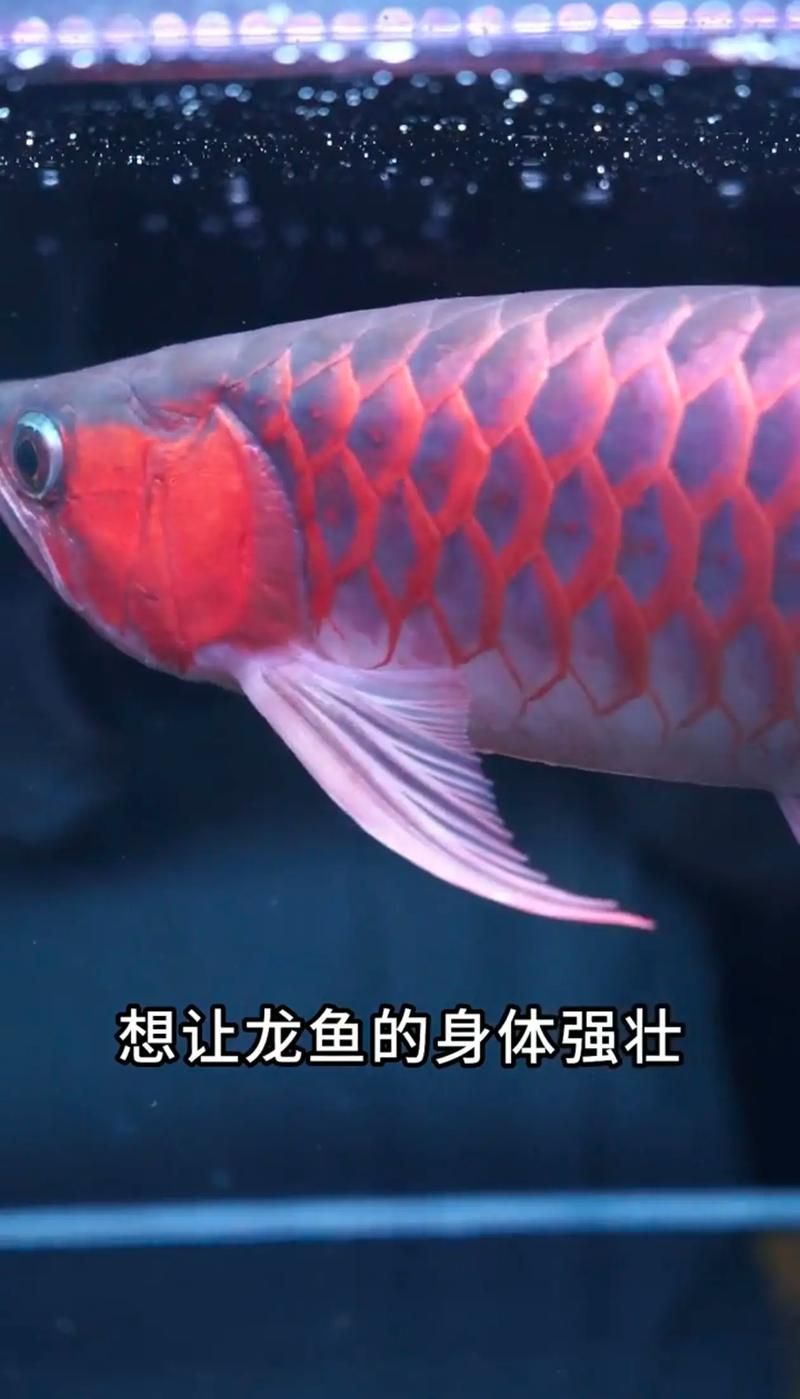 如何判斷龍魚飼料是否適合我的魚？，如何判斷龍魚飼料是否適合你的魚