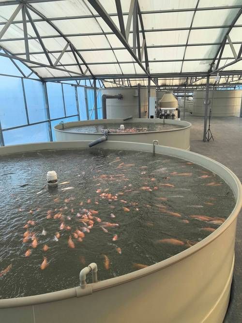 合山市有哪些特色龍魚養(yǎng)殖場(chǎng)?,合山市特色龍魚養(yǎng)殖場(chǎng) 龍魚百科 第1張 合山市有哪些特色龍魚養(yǎng)殖場(chǎng)?,合山市特色龍魚養(yǎng)殖場(chǎng) 合山市有哪些特色龍魚養(yǎng)殖場(chǎng)?,合山市特色龍魚養(yǎng)殖場(chǎng) 龍魚百科 第1張