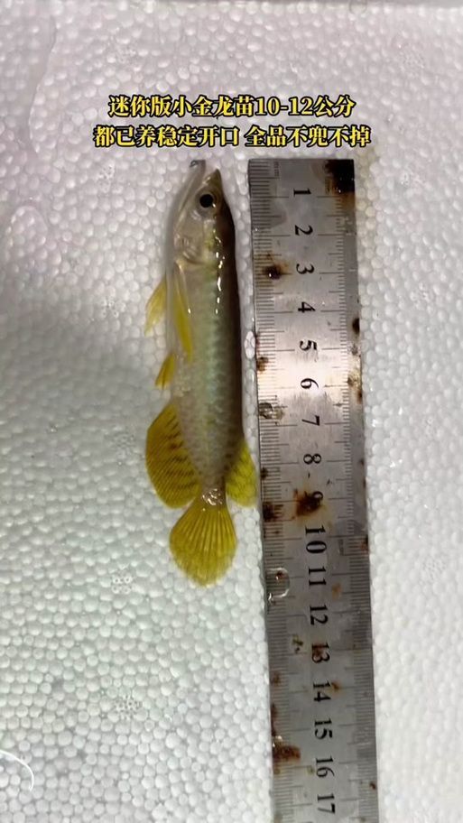 20元金龍魚魚苗有哪些品種，20元的金龍魚魚苗有哪些品種20元的“金龍魚苗”有哪些品種 20元金龍魚魚苗有哪些品種，20元的金龍魚魚苗有哪些品種20元的“金龍魚苗”有哪些品種 龍魚百科 第3張