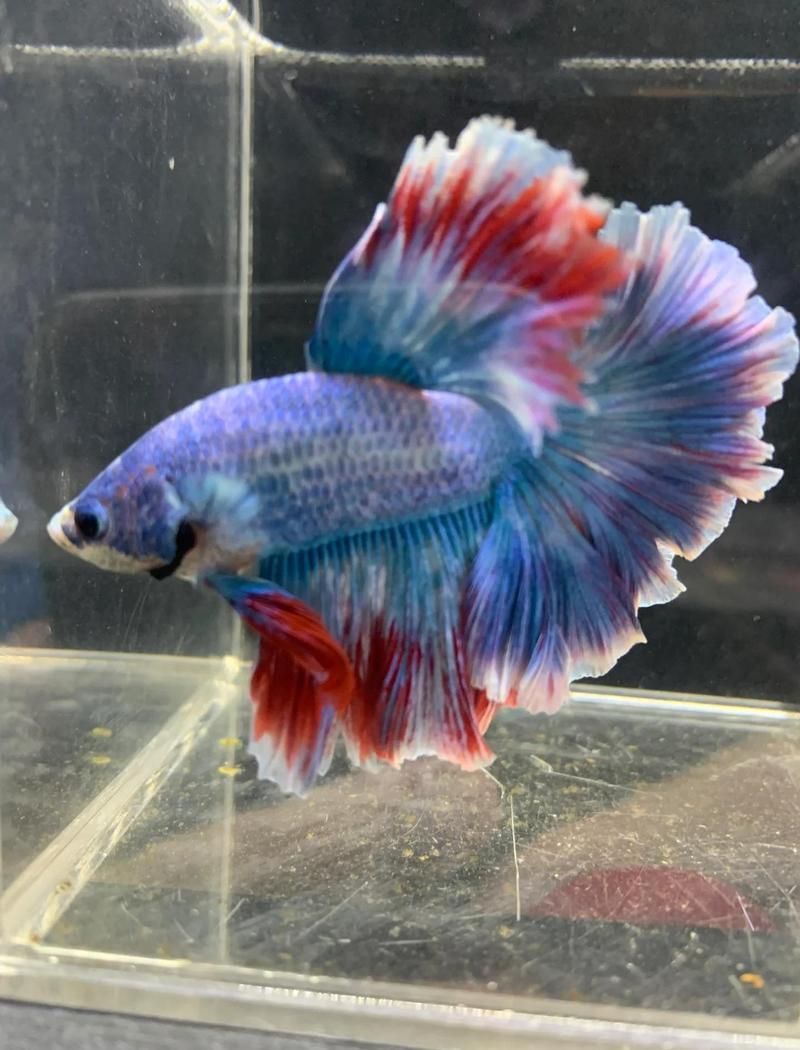 魚得了水霉病，如何治療，魚得了水霉病,如何治療魚身上出現灰白色棉絮狀物