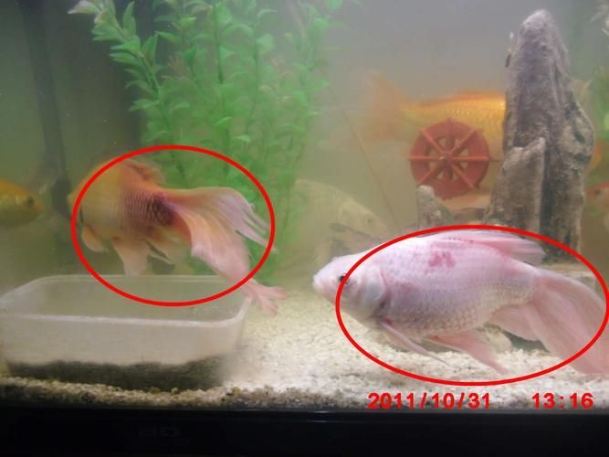 如何判斷魚鱗充血是否嚴重，如何判斷魚鱗充血嚴重