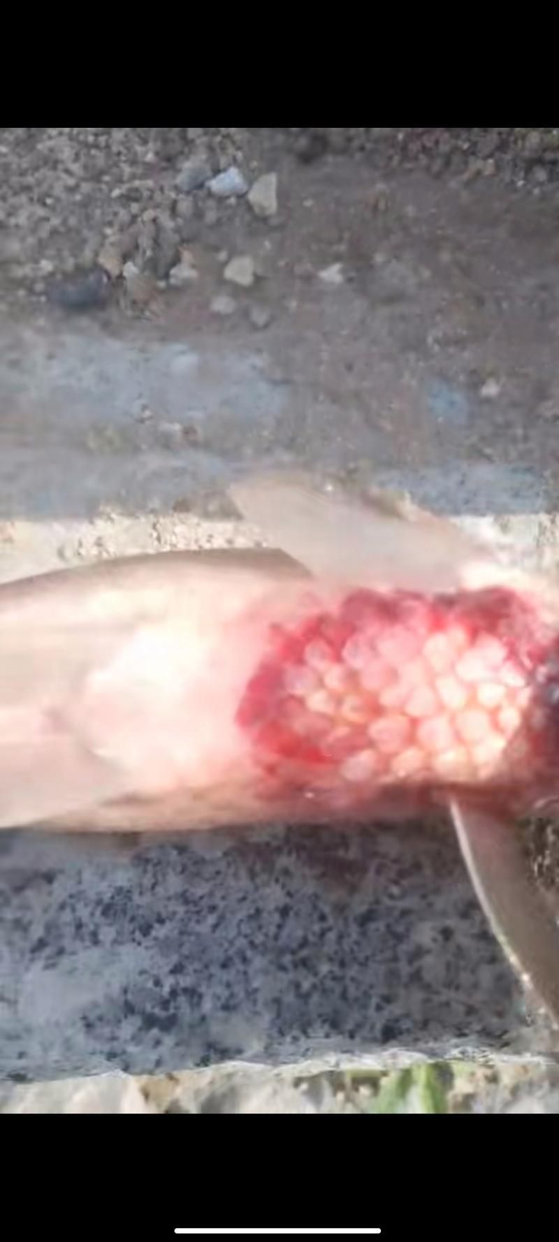 如何判斷魚鱗充血是否嚴重，如何判斷魚鱗充血嚴重