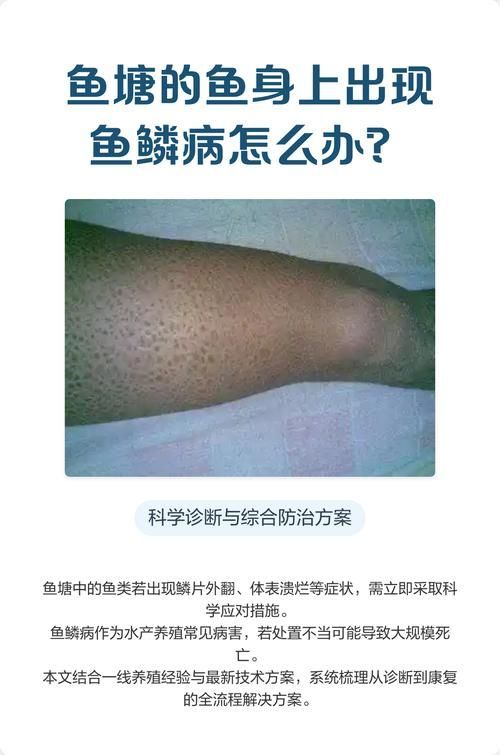 如何判斷魚鱗充血是否嚴重，如何判斷魚鱗充血嚴重