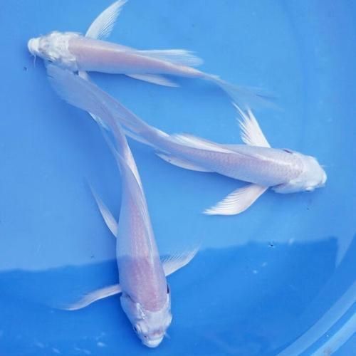 有哪些常見的龍鳳魚品系，龍鳳魚是什么？