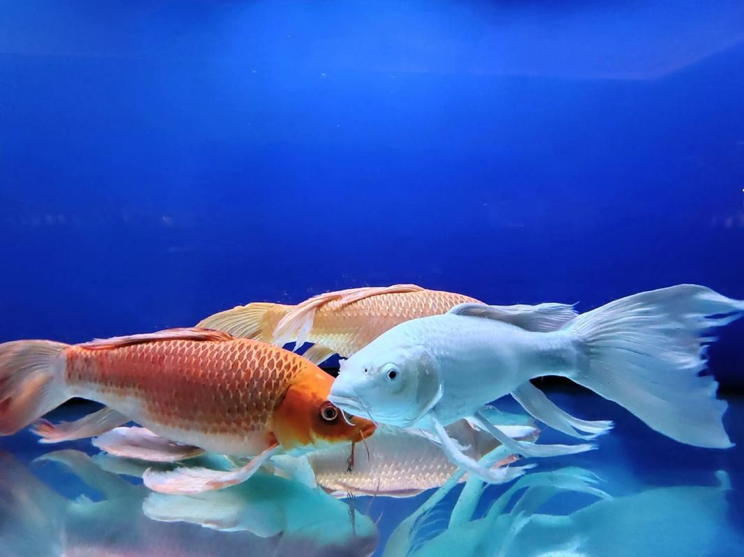 有哪些常見的龍鳳魚品系，龍鳳魚是什么？