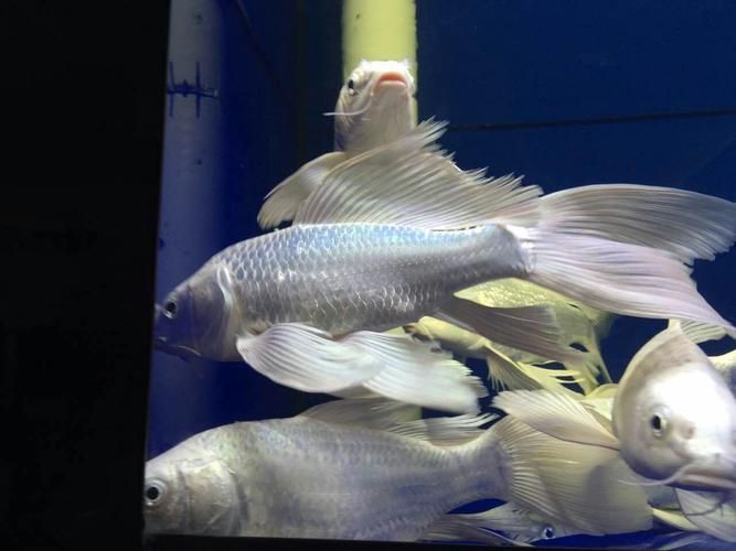 有哪些常見的龍鳳魚品系，龍鳳魚是什么？