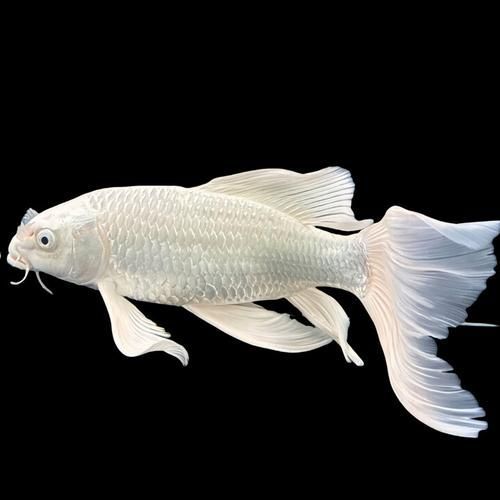有哪些常見的龍鳳魚品系，龍鳳魚是什么？