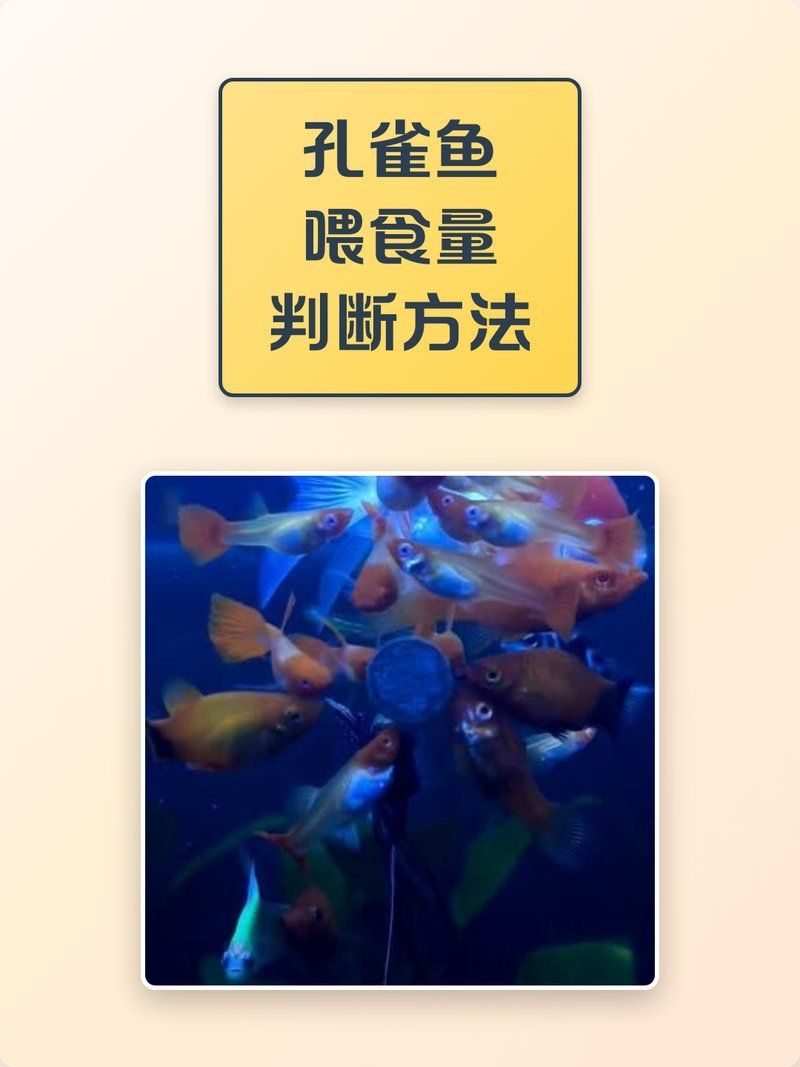 如何判斷孔雀魚(yú)是否吃飽，判斷孔雀魚(yú)是否吃飽的方法包括觀察其行為和體態(tài)和體態(tài) 如何判斷孔雀魚(yú)是否吃飽，判斷孔雀魚(yú)是否吃飽的方法包括觀察其行為和體態(tài)和體態(tài) 龍魚(yú)百科 第2張