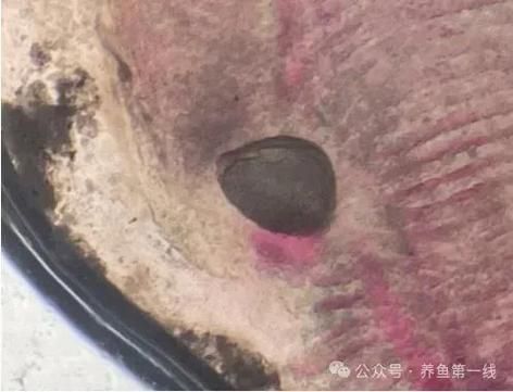 如何治療魚鰓爛洞，la何治療魚鰓爛洞調(diào)用工具arxiv論文助手arxiv論文助手 如何治療魚鰓爛洞，la何治療魚鰓爛洞調(diào)用工具arxiv論文助手arxiv論文助手 龍魚百科 第8張