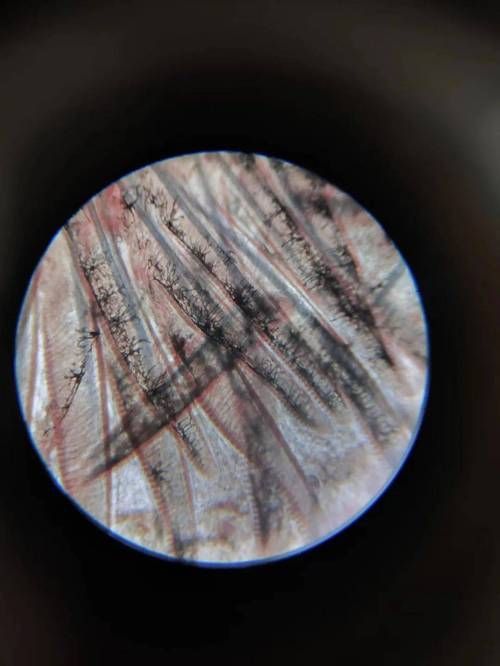 如何治療魚鰓爛洞，la何治療魚鰓爛洞調(diào)用工具arxiv論文助手arxiv論文助手 如何治療魚鰓爛洞，la何治療魚鰓爛洞調(diào)用工具arxiv論文助手arxiv論文助手 龍魚百科 第9張