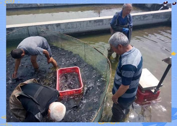 井陘礦龍魚有哪些品種？ 井陘礦龍魚有哪些品種？ 龍魚百科 第5張