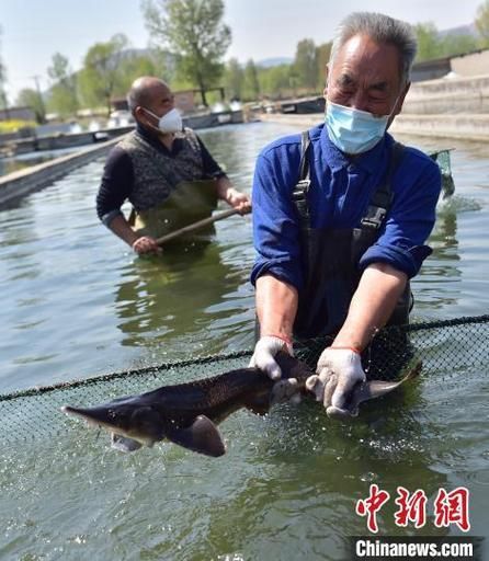 井陘礦龍魚有哪些品種？ 井陘礦龍魚有哪些品種？ 龍魚百科 第2張