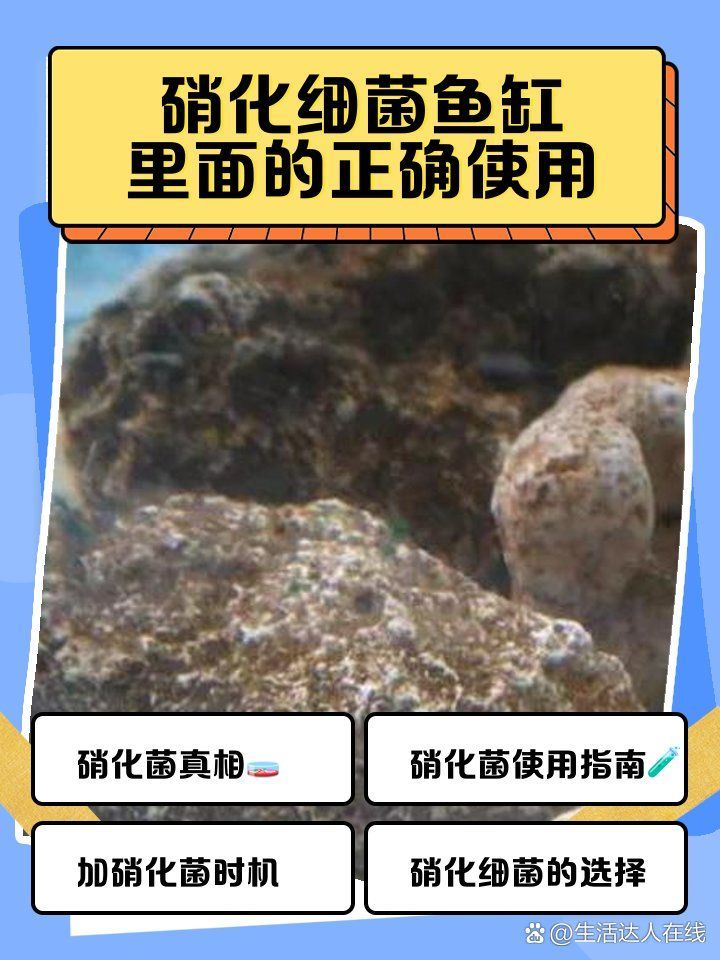 如何添加魚缸細菌，如何正確添加魚缸細菌