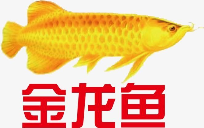 給我提供金龍魚logo的高清圖片,金龍魚logo的標(biāo)準(zhǔn)色值是多少金龍魚logo的標(biāo)準(zhǔn)色值是多少 龍魚百科 第3張 給我提供金龍魚logo的高清圖片,金龍魚logo的標(biāo)準(zhǔn)色值是多少金龍魚logo的標(biāo)準(zhǔn)色值是多少 給我提供金龍魚logo的高清圖片,金龍魚logo的標(biāo)準(zhǔn)色值是多少金龍魚logo的標(biāo)準(zhǔn)色值是多少 龍魚百科 第3張