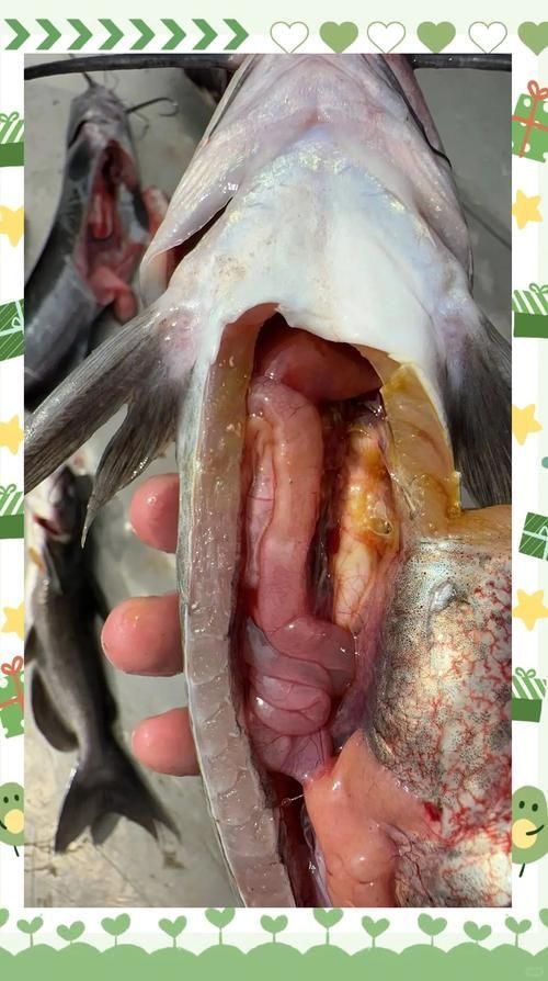 腹水魚最怕三個東西 腹水魚最怕三個東西 龍魚百科 第8張