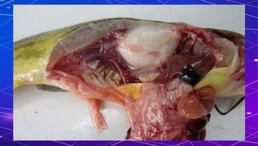 腹水魚最怕三個東西 腹水魚最怕三個東西 龍魚百科 第3張